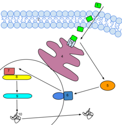 Ethylene Signal Transduction.svg