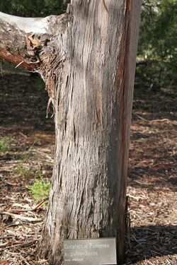 Eucalyptus cinera x pulverulenta.jpg