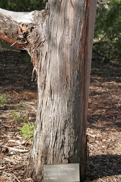 File:Eucalyptus cinera x pulverulenta.jpg