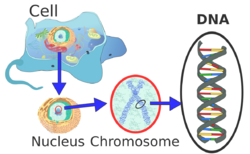 Eukaryote DNA-en.svg
