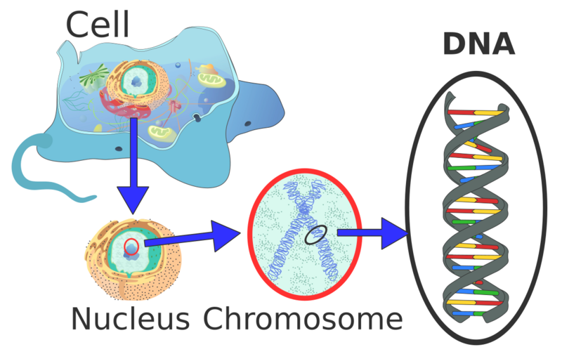 File:Eukaryote DNA-en.svg