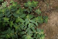 Euphorbia hirta 2782.jpg