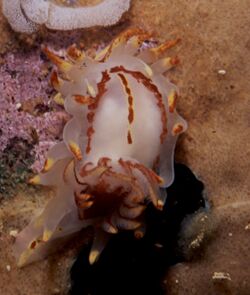 Fiery nudibranch okenia amoenula.jpg