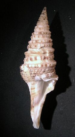 Gemmula hastula 001.jpg