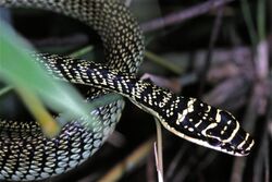 Golden Tree Snake (Chrysopelea ornata ornatissima) (7796643322).jpg