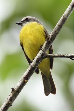 Graycappedflycatcher.jpg