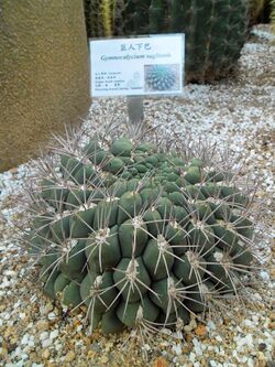 Gymnocalycium saglionis in Hong Kong Park.jpg