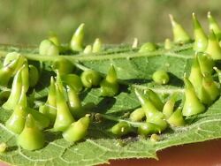 Hackberry Thorn Galls.jpg