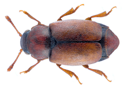 Heterhelus scutellaris (Heer, 1841) (37816378772).png