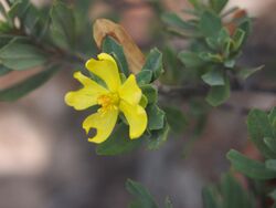 Hibbertia oligodonta flower.jpg