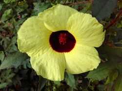 Hibiscus Hispidissimus.jpg