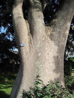 Honolulu-sandboxtree-trunk.JPG