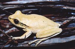 Hypsiboas raniceps.jpg