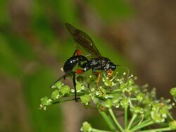 Ichneumonidae - Pimpla sp..JPG