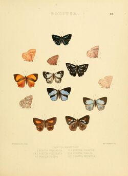 Illustrations of diurnal Lepidoptera 88.jpg