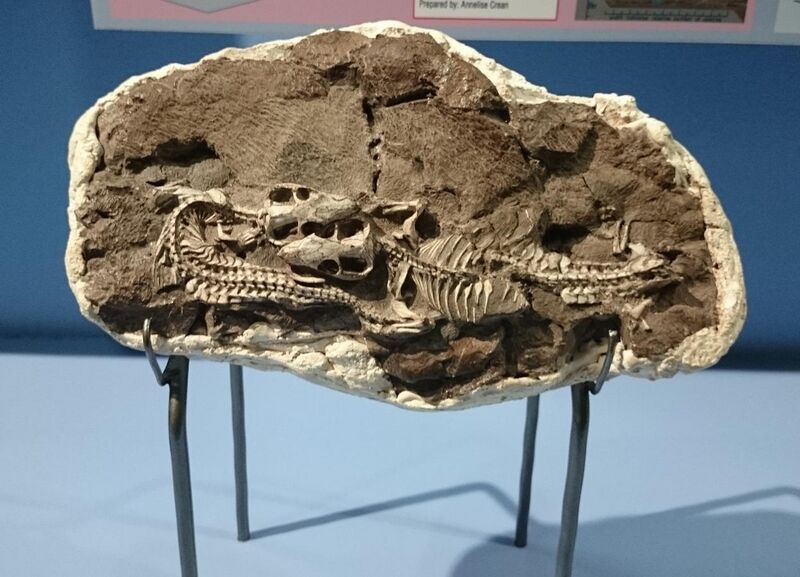File:Iziko Thrinaxodon fossil.JPG