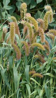 Grass with reddish-brown, dense panicles