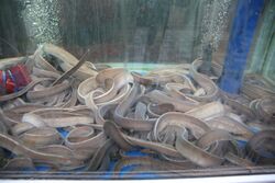 Korea-Busan-Haeundae Market-Inshore hagfish-04.jpg