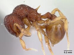 Lachnomyrmex nordestinus casent0178857 profile 1.jpg