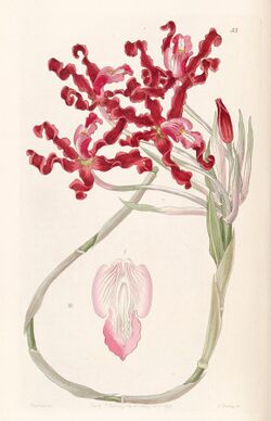 Laelia undulata (as Schomburgkia undulata) - Edwards vol 31 (NS 8) pl 53 (1845).jpg