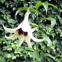 LiliumNepalenseInflorescence.jpg