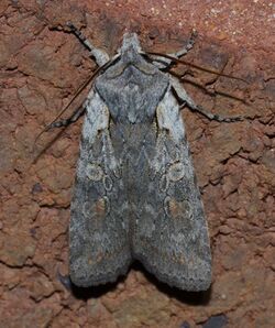 Lithophane antennata – Ashen Pinion Moth (15372329227).jpg