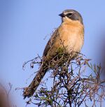 MONTERITA-CABEZA-GRIS-Donacospiza-albifrons.jpg