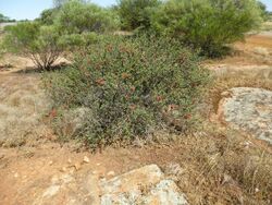 Melaleuca fulgens (habit).JPG