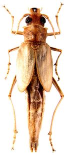 Microarthron komarowi female.jpg