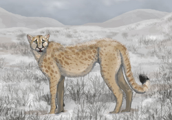 Miracinonyx (american cheetah).png