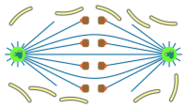 File:Mitosis classification open orthomitoses.svg