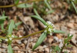 Mitracarpus polycladus.jpg