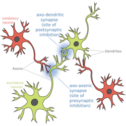 Modified Axo-axonic synapse.svg
