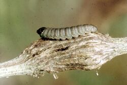 Monoptilota pergratialis larva.jpg