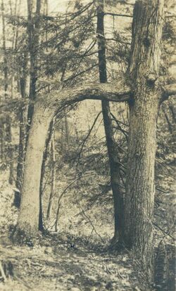 Mt. Carmel - Door Tree - Hartley - 1936.jpg