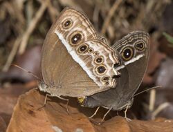 Mycalesis-mineus-mating-pair-from-kerala-kottayam.jpg