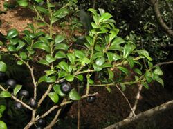 Myrsine alyxifolia5.jpg