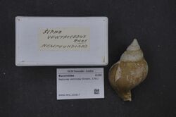 Naturalis Biodiversity Center - RMNH.MOL.202817 1 - Colus terraenovae Bouchet & Warèn, 1985 - Buccinidae - Mollusc shell.jpeg