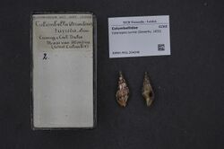 Naturalis Biodiversity Center - RMNH.MOL.204048 - Cotonopsis turrita (Sowerby, 1832) - Columbellidae - Mollusc shell.jpeg
