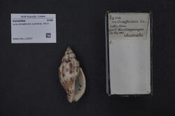 Naturalis Biodiversity Center - RMNH.MOL.210037 - Lyria mitraeformis (Lamarck, 1811) - Volutidae - Mollusc shell.jpeg
