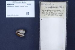 Naturalis Biodiversity Center - RMNH.MOL.316583 - Semimytilus algosus (Gould, 1850) - Mytilidae - Mollusc shell.jpeg