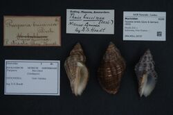 Naturalis Biodiversity Center - ZMA.MOLL.29737 - Taurasia striata (Quoy & Gaimard, 1833) - Muricidae - Mollusc shell.jpeg