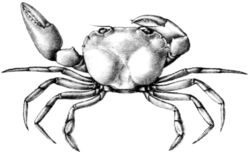 Nectopanope rhodobaphes (10.3897-zookeys.818.32108) Figure 2.jpg