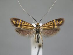 Nemophora ochsenheimerella BE-HdN-2620a.jpg