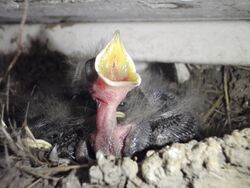 Newly hatched Barn Swallow, (Hirundo rustica), littlest nestling begging; baby birds, nests, gaping.JPG