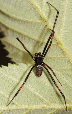 Northern Black Widow - Latrodectus variolus, Julie Metz Wetlands, Woodbridge, Virginia - 15471199337.jpg