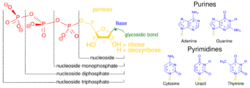 Nucleotides 1.svg