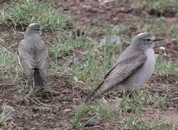 Ochre-naped Ground-tyrant.jpg