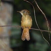 Onychorhynchus coronatus - Amazonian Royal Flycatcher.JPG