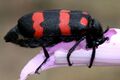 Orange Blister Beetle (Mylabris pustulata) on Ipomoea carnea W2 IMG 0597.jpg